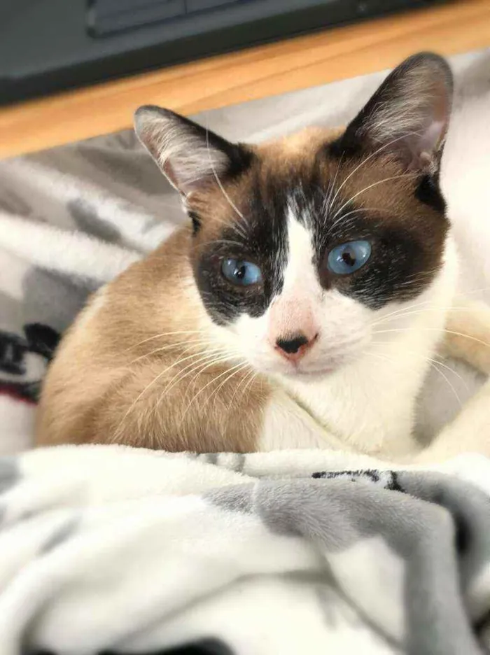Gato ra a srd idade 1 ano nome Maverik