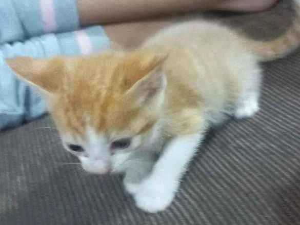Gato ra a Srd idade Abaixo de 2 meses nome Sem nome 