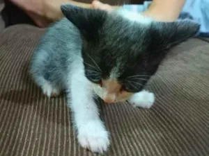 Gato raça Srd idade Abaixo de 2 meses nome Sem 