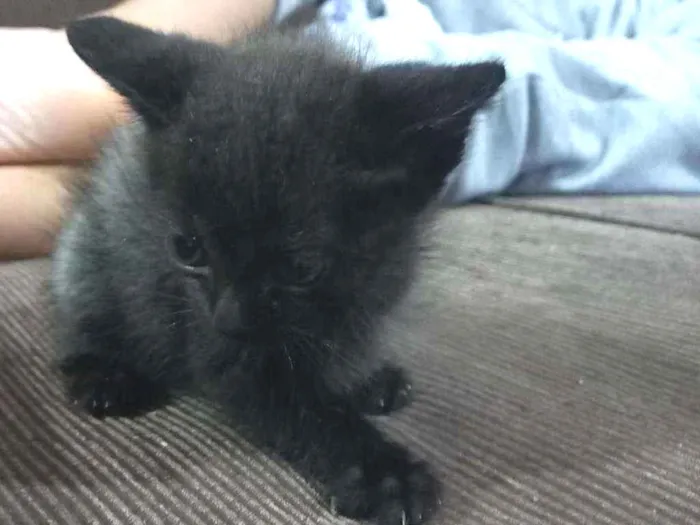 Gato ra a Srd idade Abaixo de 2 meses nome Não tem