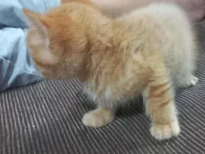 Gato raça Srd idade Abaixo de 2 meses nome Sem