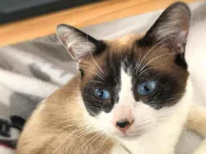 Gato raça srd idade 1 ano nome Maverik