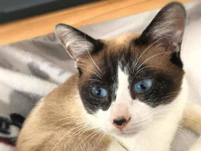 Gato ra a srd idade 1 ano nome Maverik