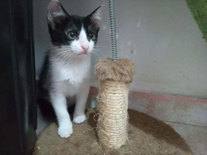 Gato raça SRD idade 2 a 6 meses nome Lilith Morningstar 