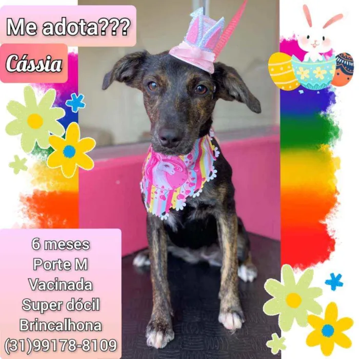 Cachorro raça SRD idade 2 a 6 meses nome Cássia