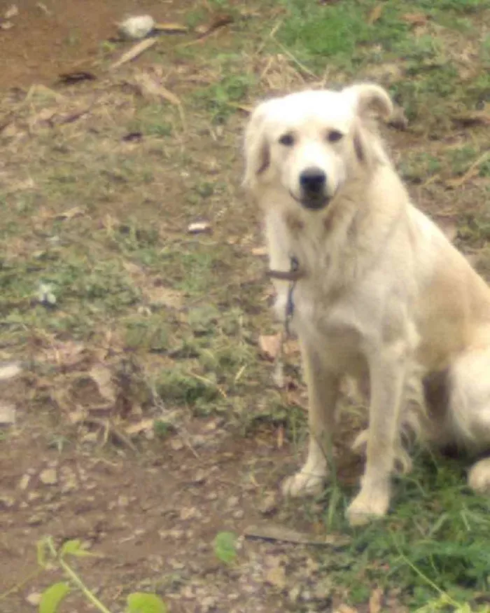 Cachorro ra a  idade 1 ano nome Faro 