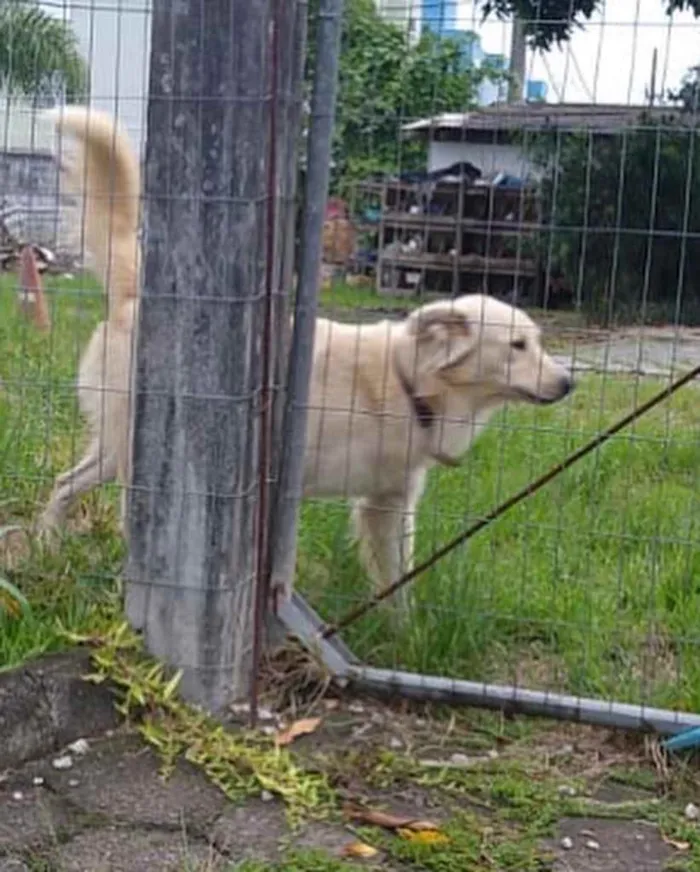 Cachorro ra a  idade 1 ano nome Faro 