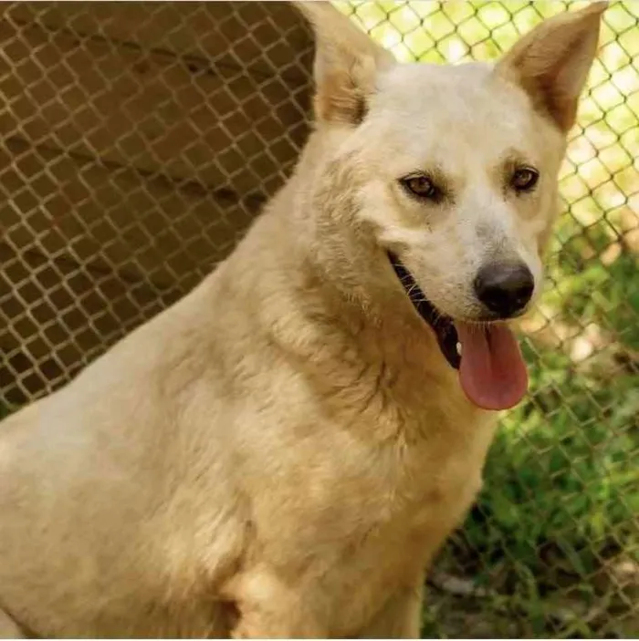 Cachorro ra a  idade 1 ano nome Faro 