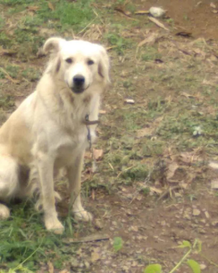 Cachorro ra a  idade 1 ano nome Faro 