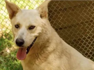 Cachorro raça  idade 1 ano nome Faro 