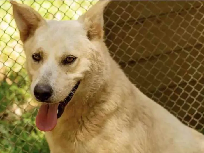 Cachorro ra a  idade 1 ano nome Faro 