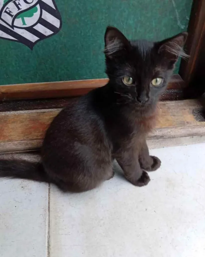 Gato ra a  idade 2 a 6 meses nome Não sei 