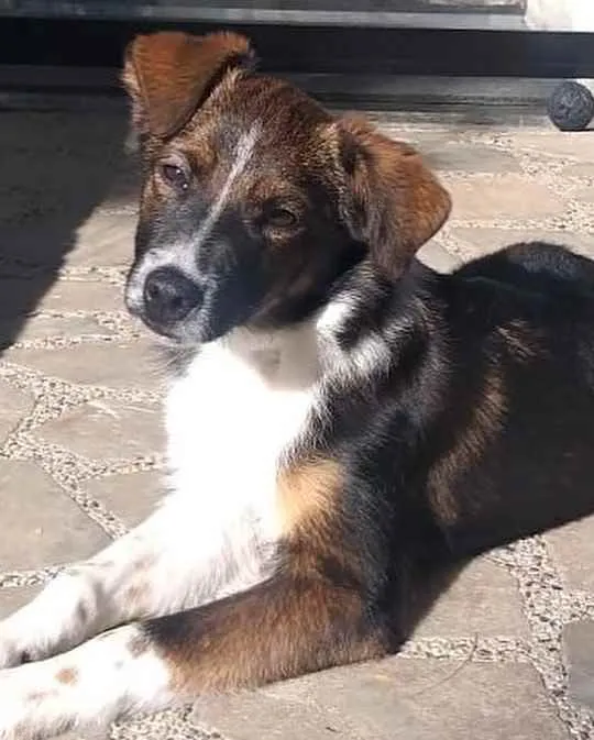 Cachorro ra a  idade 1 ano nome Léo 