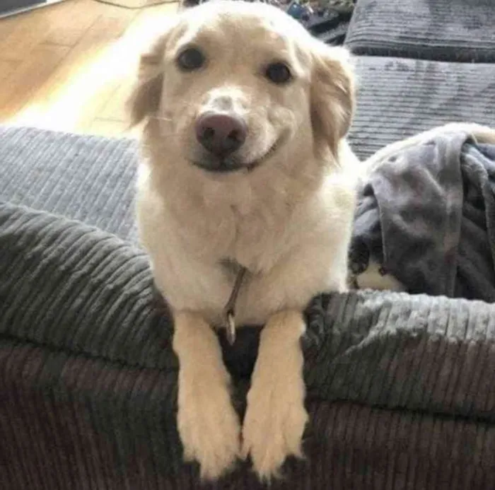 Cachorro ra a  idade 2 anos nome Não sei 