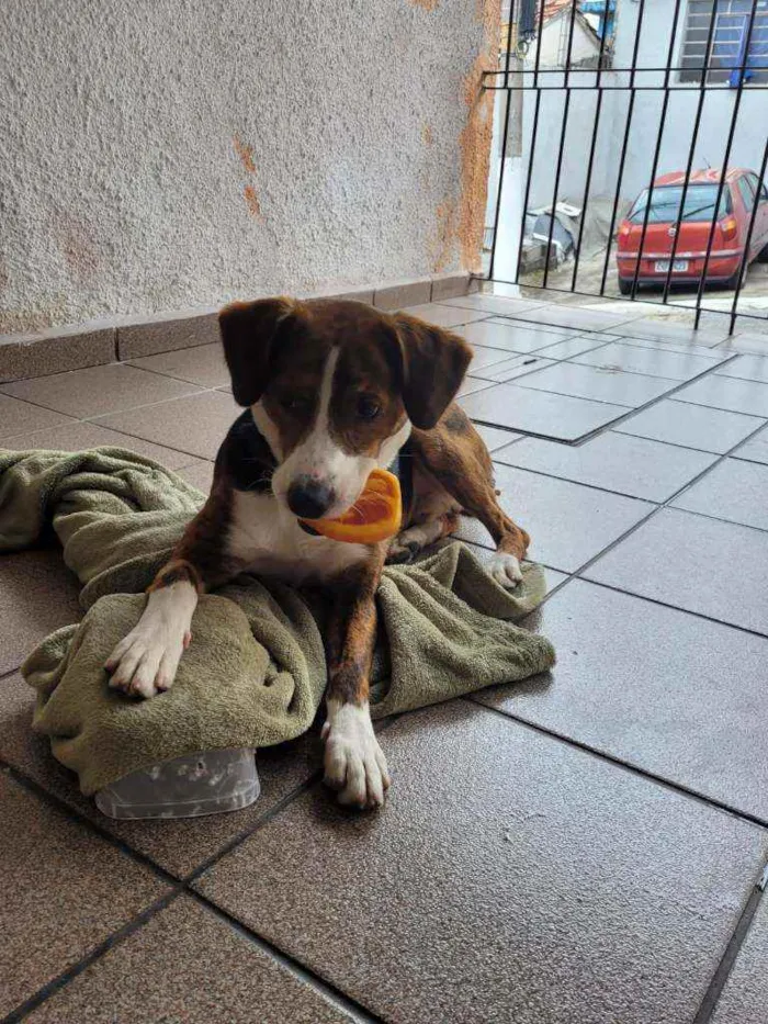 Cachorro ra a Vira-Lata idade 1 ano nome Não Tem