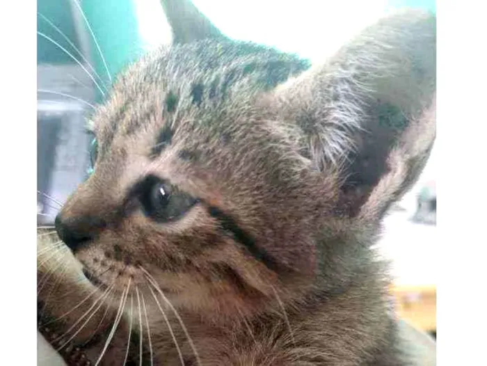 Gato ra a Sem raça definida  idade Abaixo de 2 meses nome Jack
