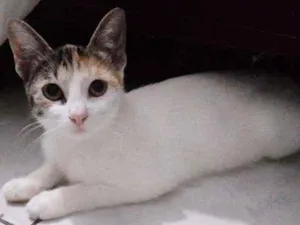 Gato raça Pelo curto brasileiro  idade 2 a 6 meses nome Sem nome
