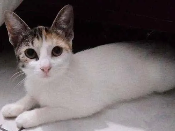 Gato ra a Pelo curto brasileiro  idade 2 a 6 meses nome Sem nome