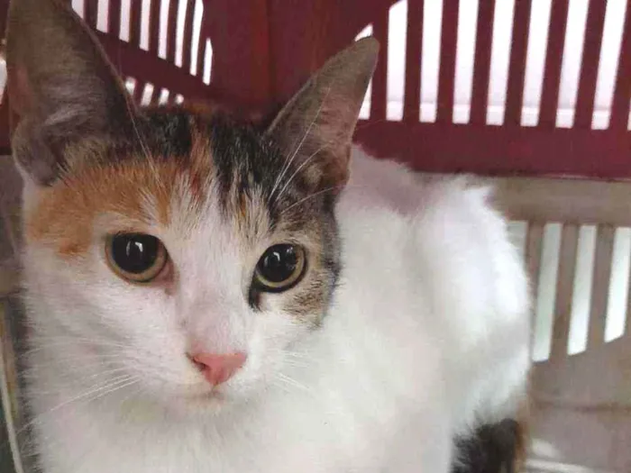 Gato ra a Pelo curto brasileiro  idade 2 a 6 meses nome Sem nome