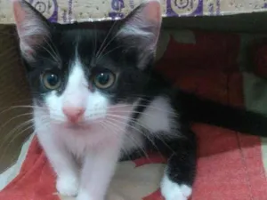 Gato raça SRD idade 2 a 6 meses nome Lilith Morningstar 
