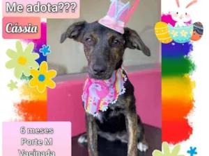 Cachorro raça SRD idade 2 a 6 meses nome Cássia