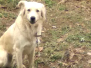 Cachorro raça  idade 1 ano nome Faro 