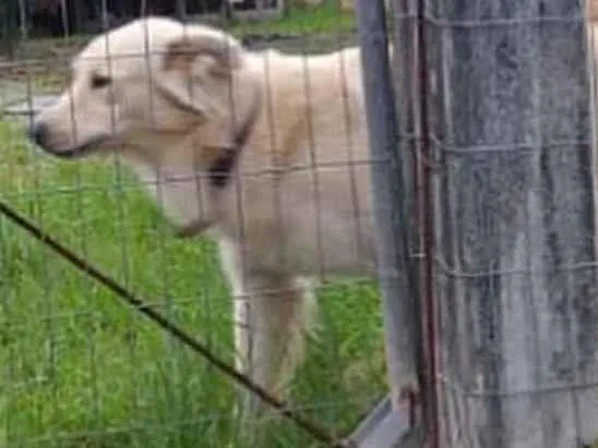 Cachorro ra a  idade 1 ano nome Faro 