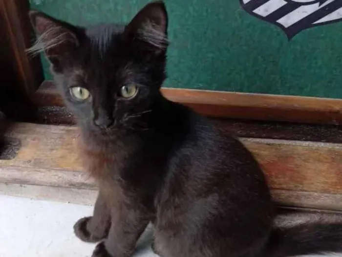 Gato ra a  idade 2 a 6 meses nome Não sei 