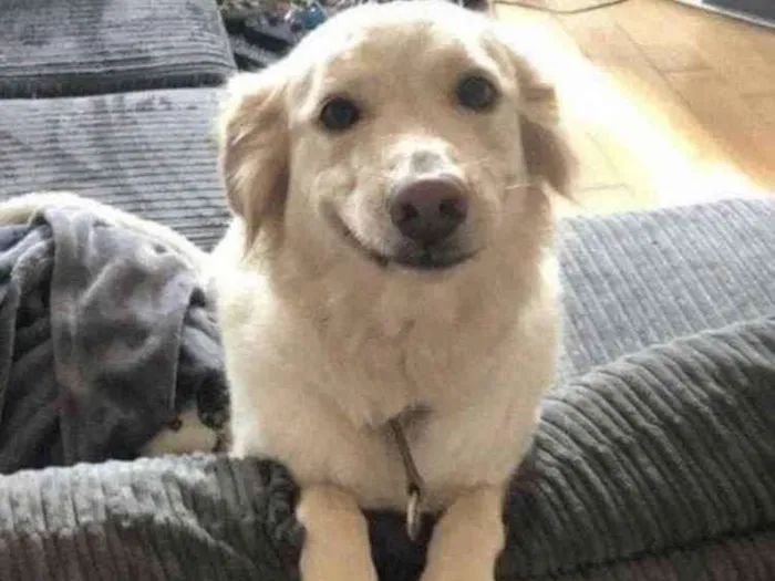 Cachorro ra a  idade 2 anos nome Não sei 