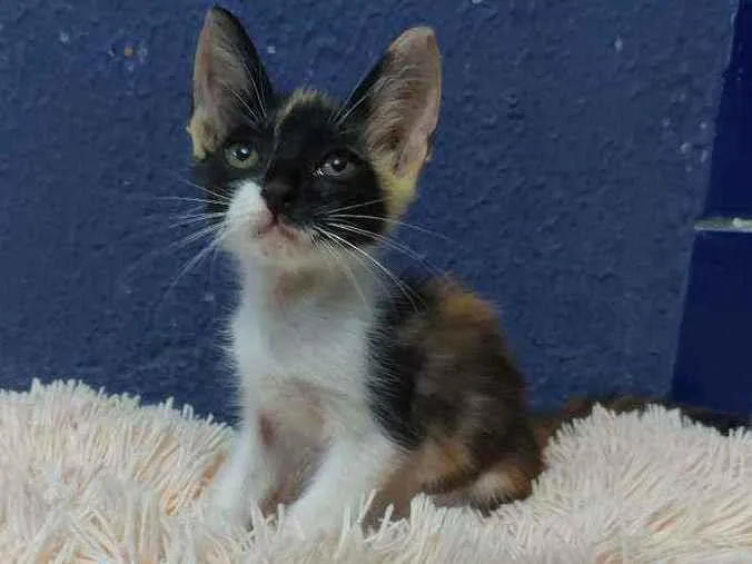 Gato raça Sem raça definida  idade 2 a 6 meses nome Lila