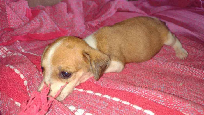 Cachorro ra a vira lata idade 2 a 6 meses nome nana