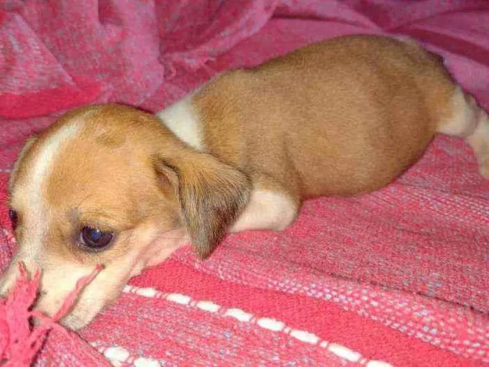 Cachorro ra a vira lata idade 2 a 6 meses nome nana