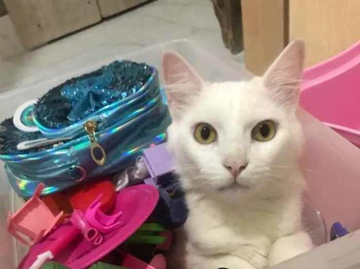 Gato ra a Sem raça  idade 7 a 11 meses nome Gênia