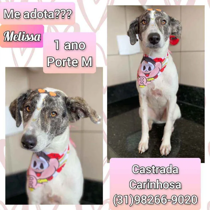 Cachorro raça SRD idade 7 a 11 meses nome Melissa