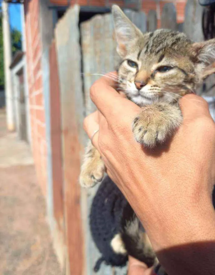 Gato ra a Sem raça definida (SRD) idade  nome Sem nome