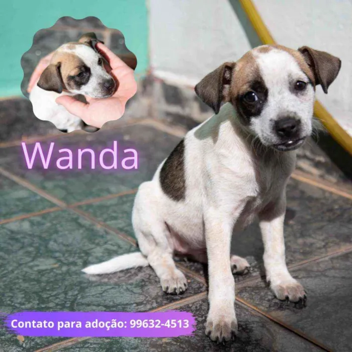 Cachorro ra a Vira-lata idade 2 a 6 meses nome Wanda