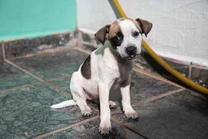 Cachorro ra a Vira-lata idade 2 a 6 meses nome Wanda