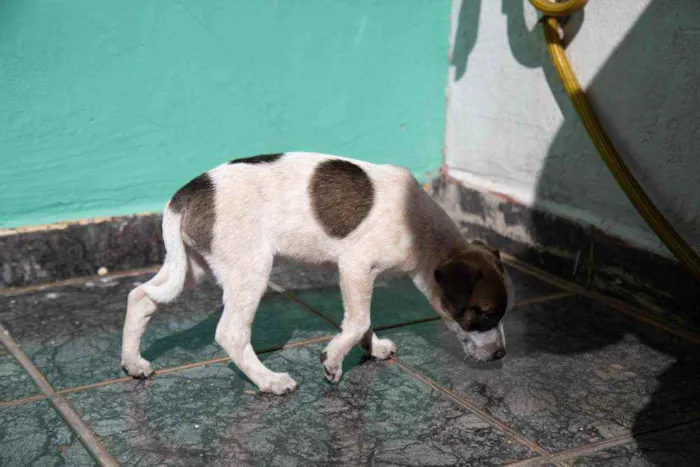Cachorro ra a Vira-lata idade 2 a 6 meses nome Wanda