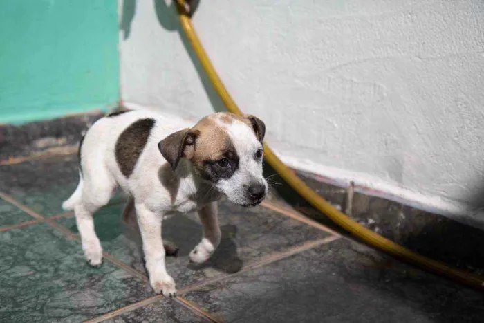 Cachorro ra a Vira-lata idade 2 a 6 meses nome Wanda