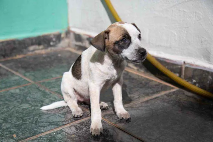 Cachorro ra a Vira-lata idade 2 a 6 meses nome Wanda
