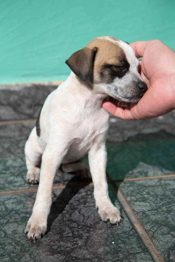 Cachorro ra a Vira-lata idade 2 a 6 meses nome Wanda