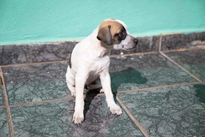 Cachorro ra a Vira-lata idade 2 a 6 meses nome Wanda