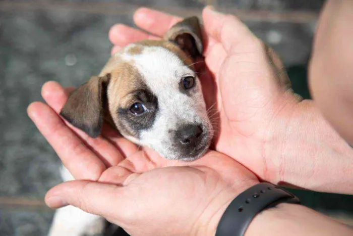 Cachorro ra a Vira-lata idade 2 a 6 meses nome Wanda
