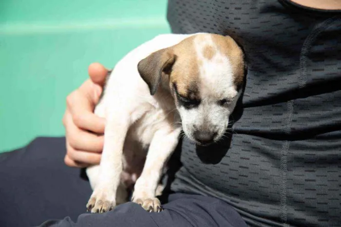 Cachorro ra a Vira-lata idade 2 a 6 meses nome Wanda