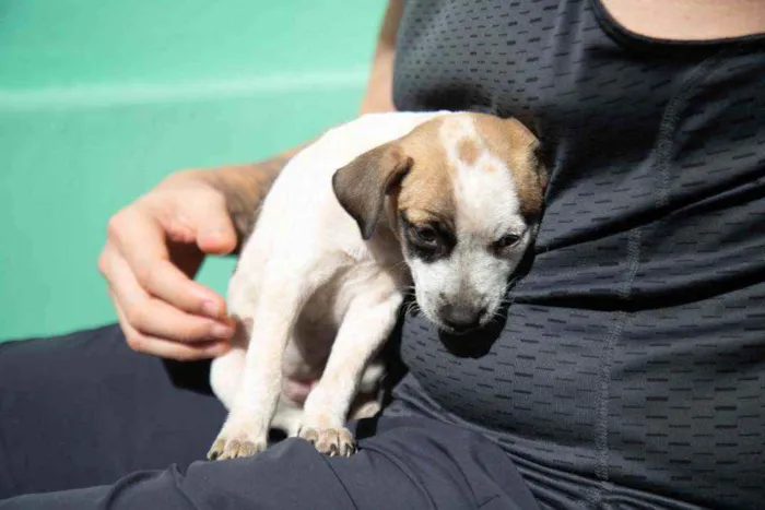 Cachorro ra a Vira-lata idade 2 a 6 meses nome Wanda