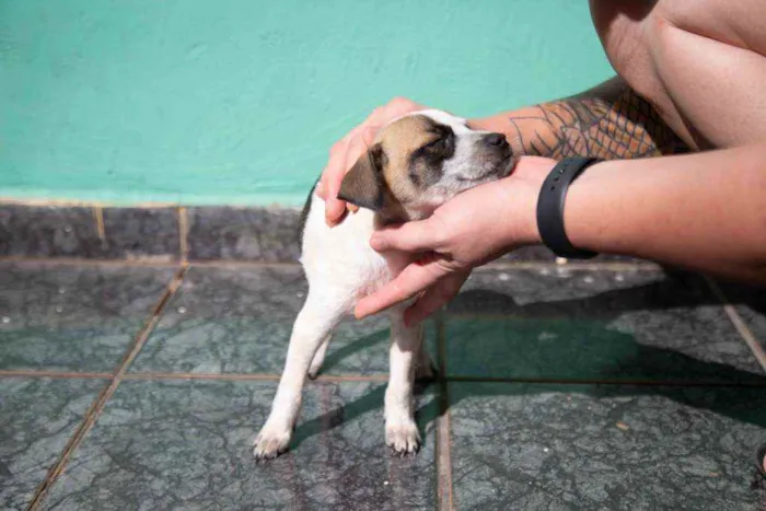 Cachorro ra a Vira-lata idade 2 a 6 meses nome Wanda