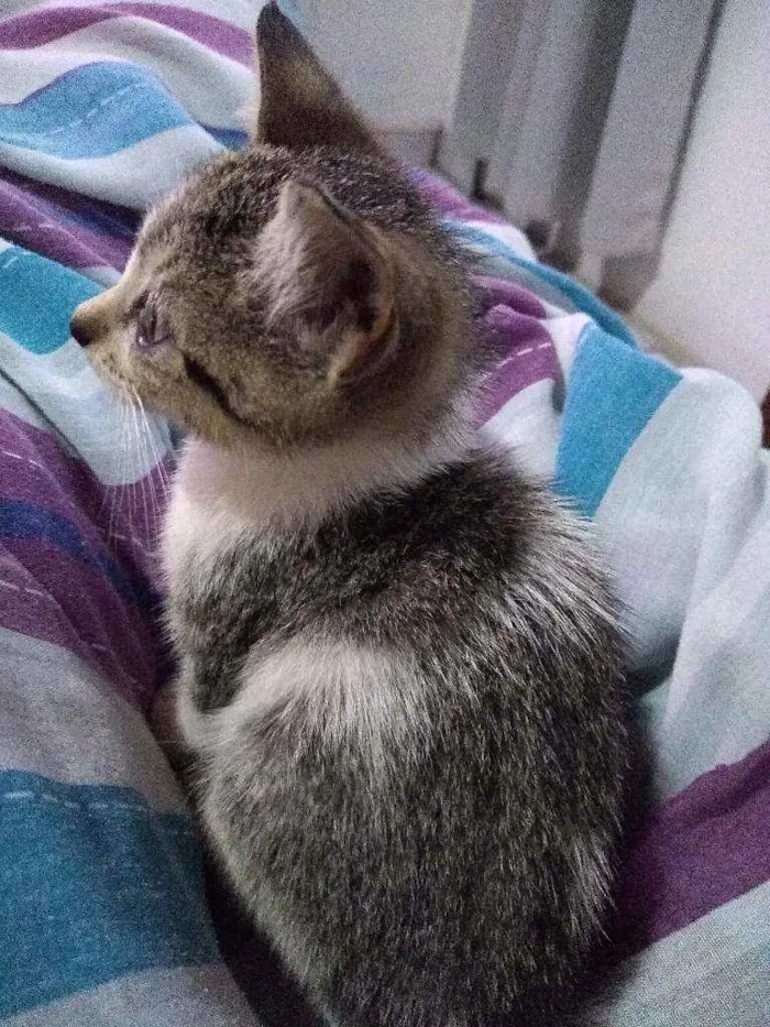 Gato ra a Gato sem raça definida idade Abaixo de 2 meses nome Sem nome