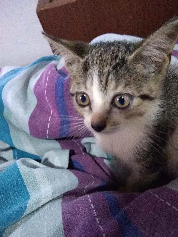 Gato ra a Gato sem raça definida idade Abaixo de 2 meses nome Sem nome