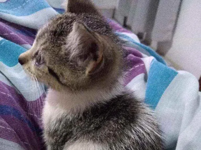 Gato ra a Gato sem raça definida idade Abaixo de 2 meses nome Sem nome