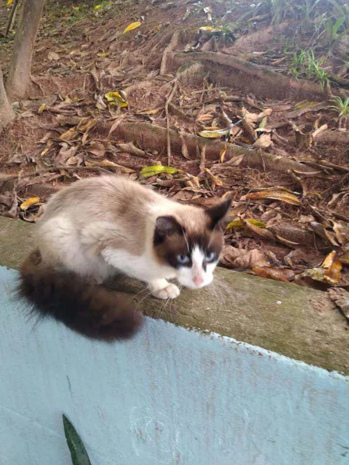 Gato ra a VIRA LATA idade 4 anos nome GATINHA